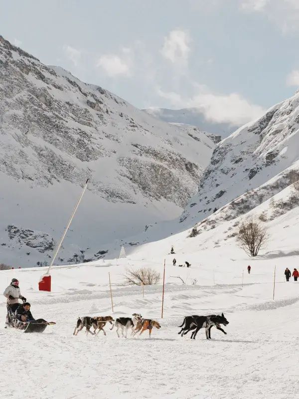 Chien de traineaux